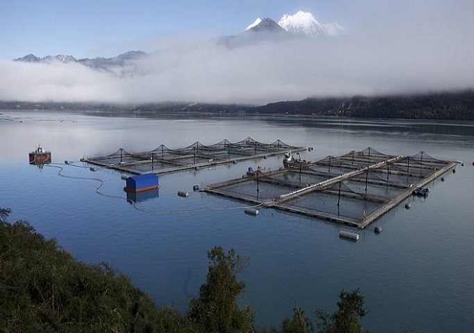 ¿Por qué sacar las salmoneras de las áreas protegidas?