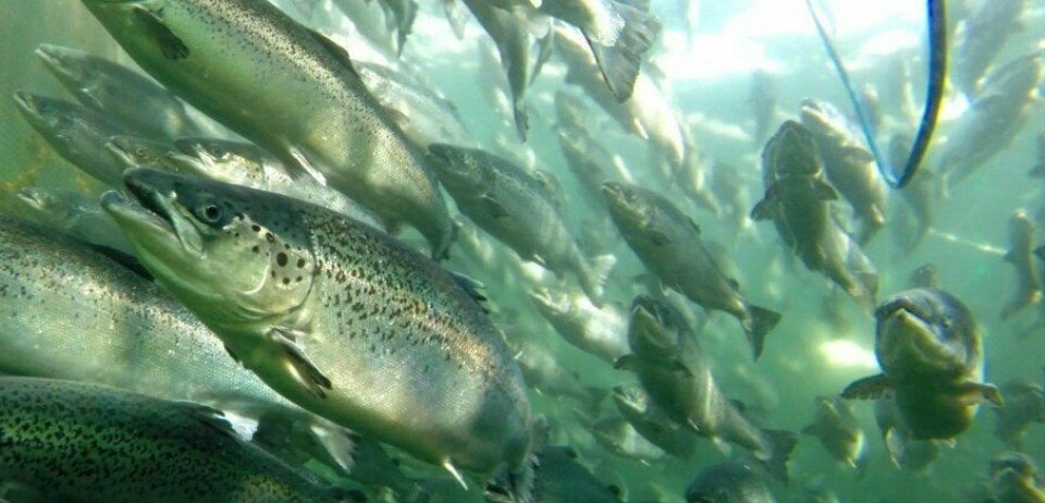 Caso de fuga de salmones en Llanquihue revive la discordia por el impacto ambiental de las salmoneras