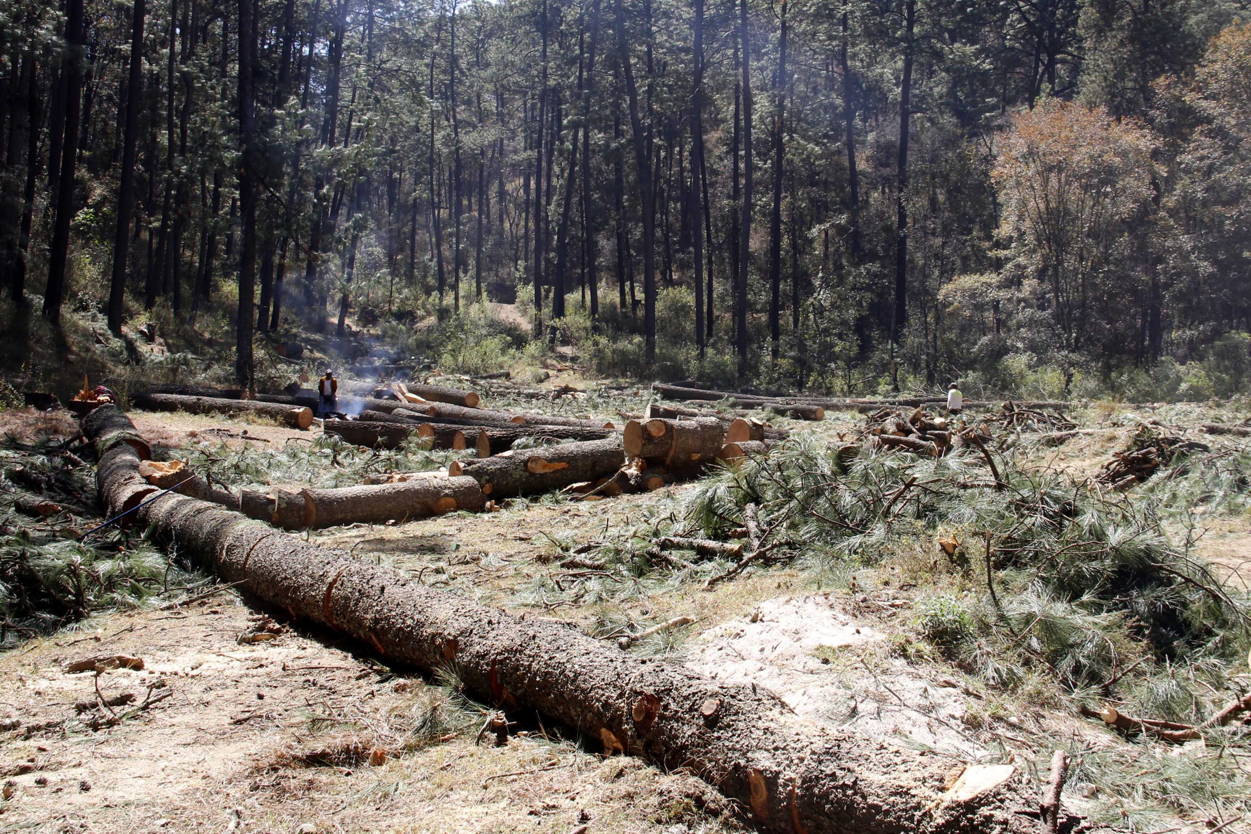 Buscan combatir tala ilegal con penas más severas