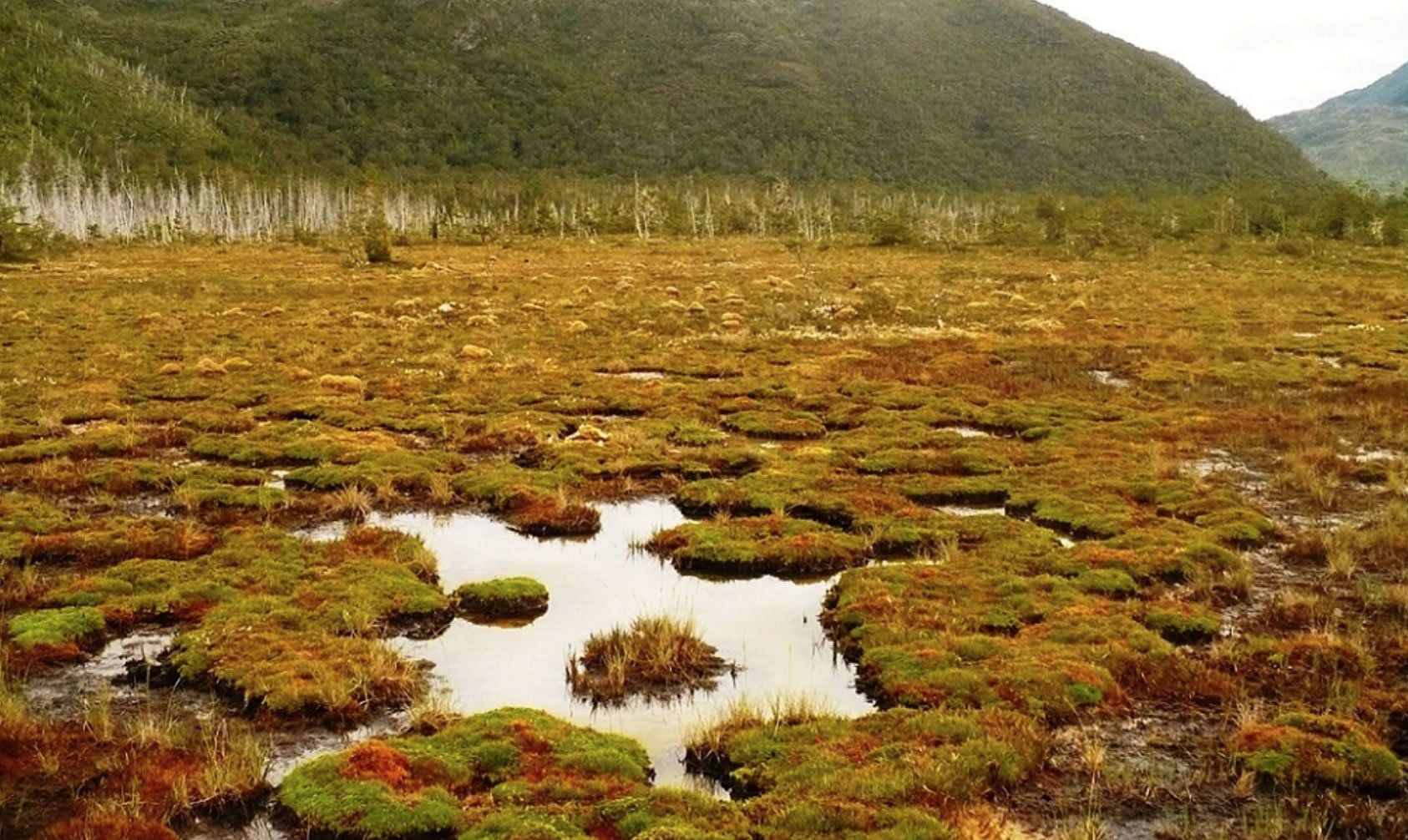 Alerta: Advierten que aumento de proyectos eléctricos en Chiloé amenaza la conservación de las turberas