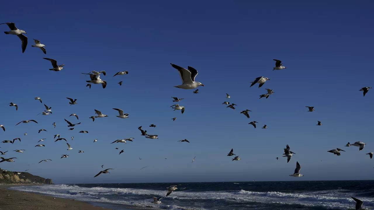 La nueva enfermedad que afecta a las aves marinas y es culpa de los humanos