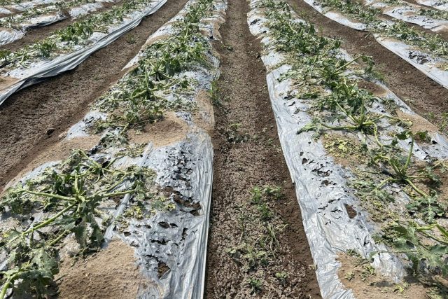 Apoyarán con 30mdp a productores poblanos afectados por las lluvias