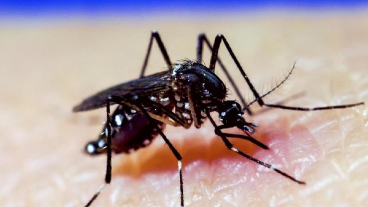 ¿Otra pandemia en puertas? Los estragos que causan el dengue y chikungunya en Suramérica