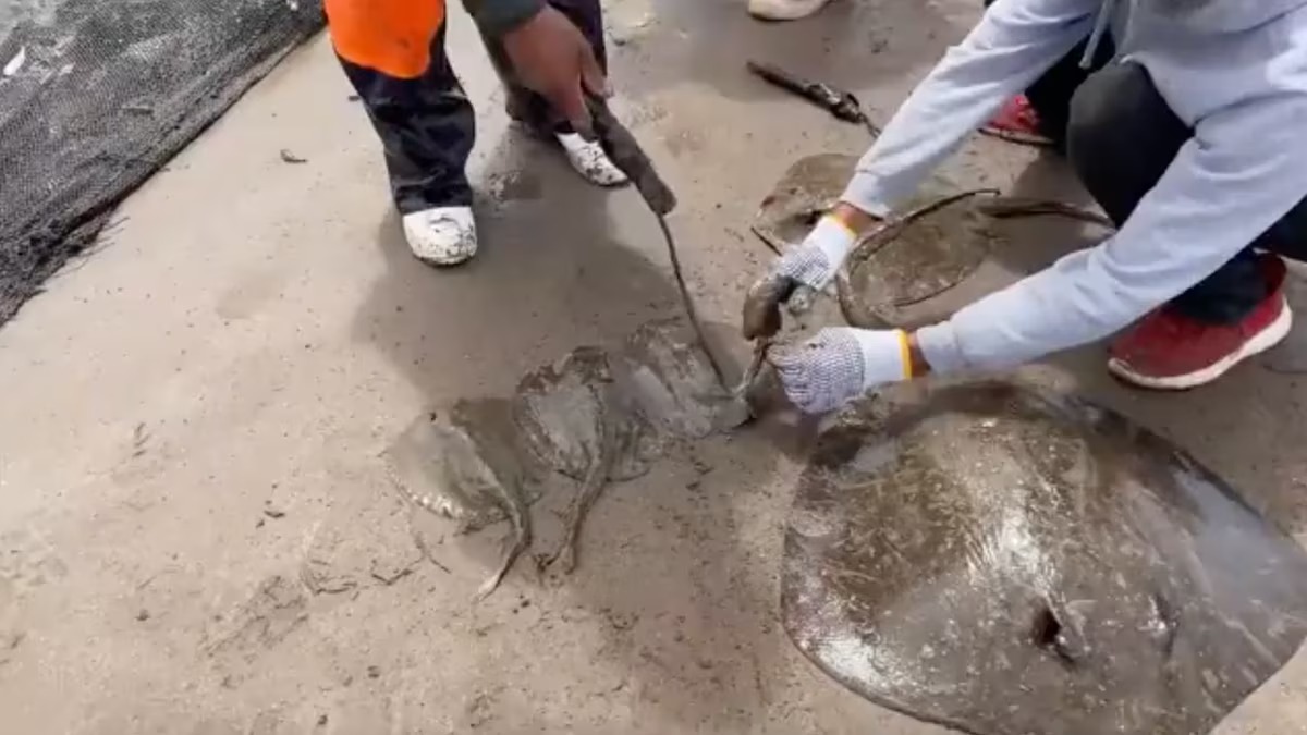 Mutilan a cientos de rayas en playas de Huatabampo, Sonora
