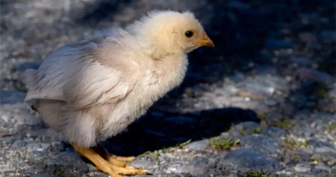 Primer caso de influenza aviar en aves de traspaso en Los Ríos es confirmado y sacrifican 124 animales