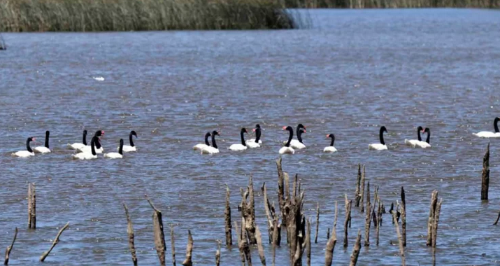 Casi 500 cisnes muertos por gripe aviar en el Santuario de la Naturaleza Carlos Anwandter en Valdivia