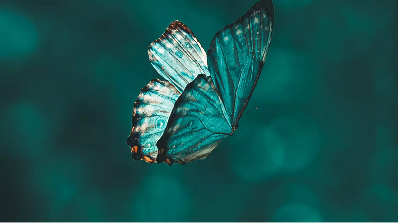 Crean la pintura más liviana del mundo con la ayuda de las mariposas
