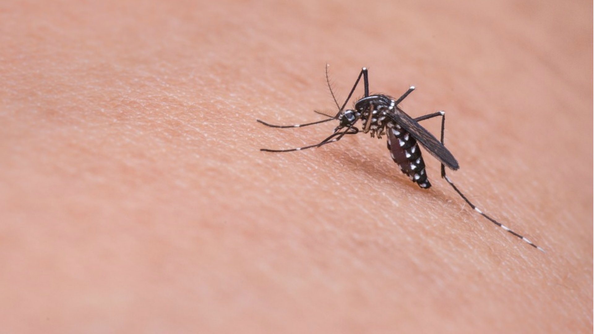 Argentina aprueba una vacuna japonesa contra el dengue en medio de un brote que ya deja al menos 48 muertos