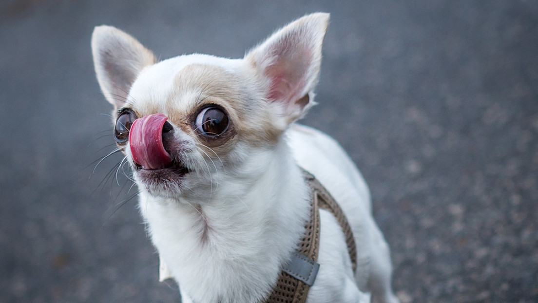 Una chihuahua ingresa en el Libro Guinness como el perro más pequeño del mundo