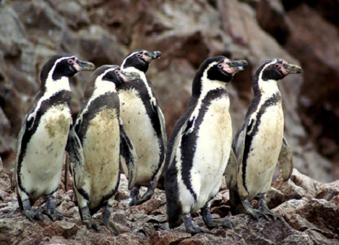 Chile: Cerca del 10 % de la población de Pingüinos de Humboldt ha sucumbido por gripe aviar