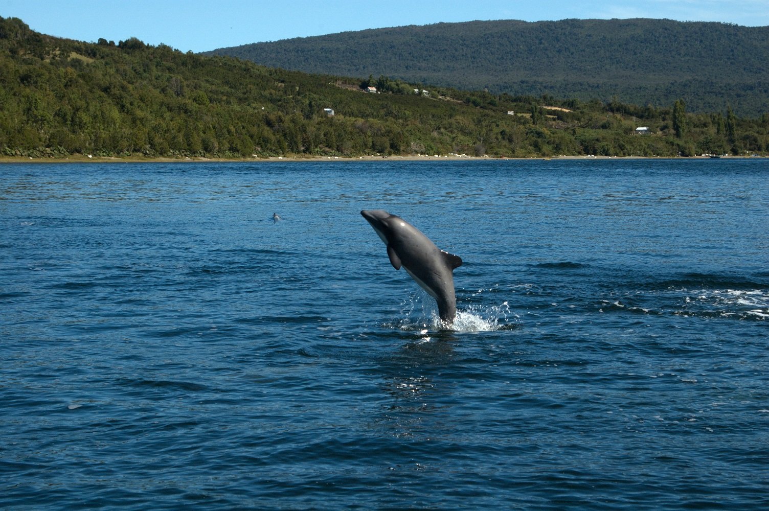 Delfín chileno: Realizan urgente llamado a proteger al único cetáceo endémico del país