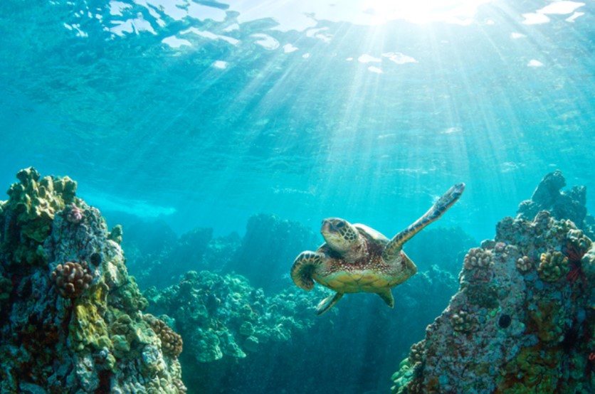 ¡Sin salir de casa! Disfruta la naturaleza de México