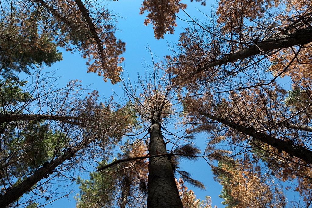 Notable: Una «inyección» ayudó a controlar invasión de árboles adultos de pino en bosques nativos de la Región del Maule