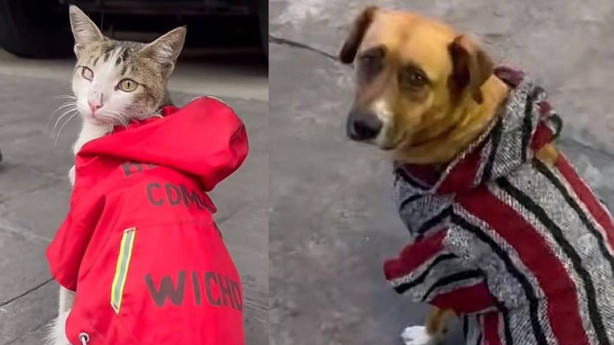 Conoce a Wicho y Pepe: Un gato y un perro que trabajan con los bomberos de la CDMX (VIDEO)