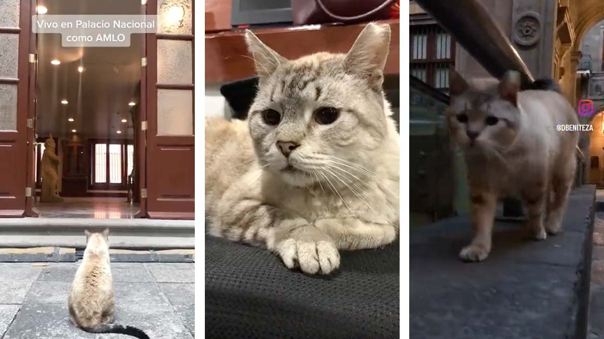 Conoce a Zeus, el gato que vive en Palacio Nacional y se ha ganado el