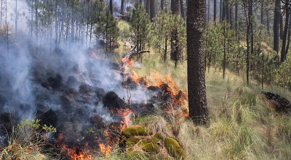 Controlan y extinguen cuatro incendios forestales en municipios de Puebla