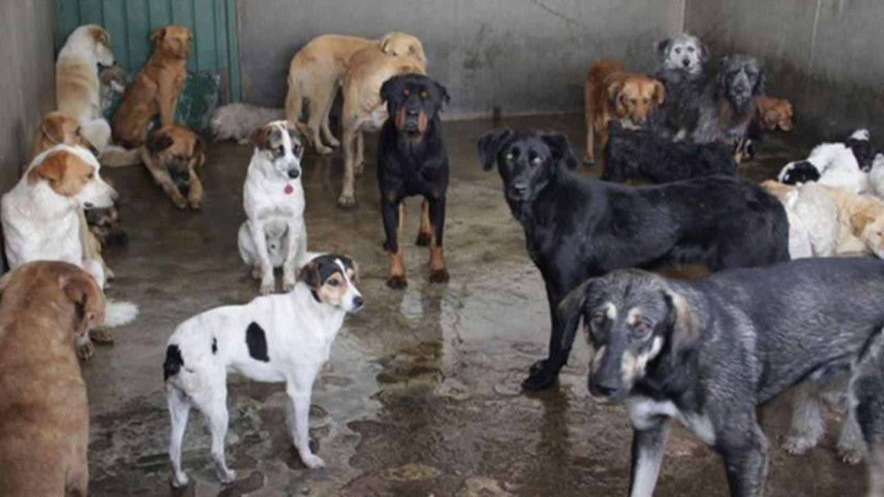 Donan comida envenenada a refugio animal en Nuevo León, mueren 2 gatos y 3 perros
