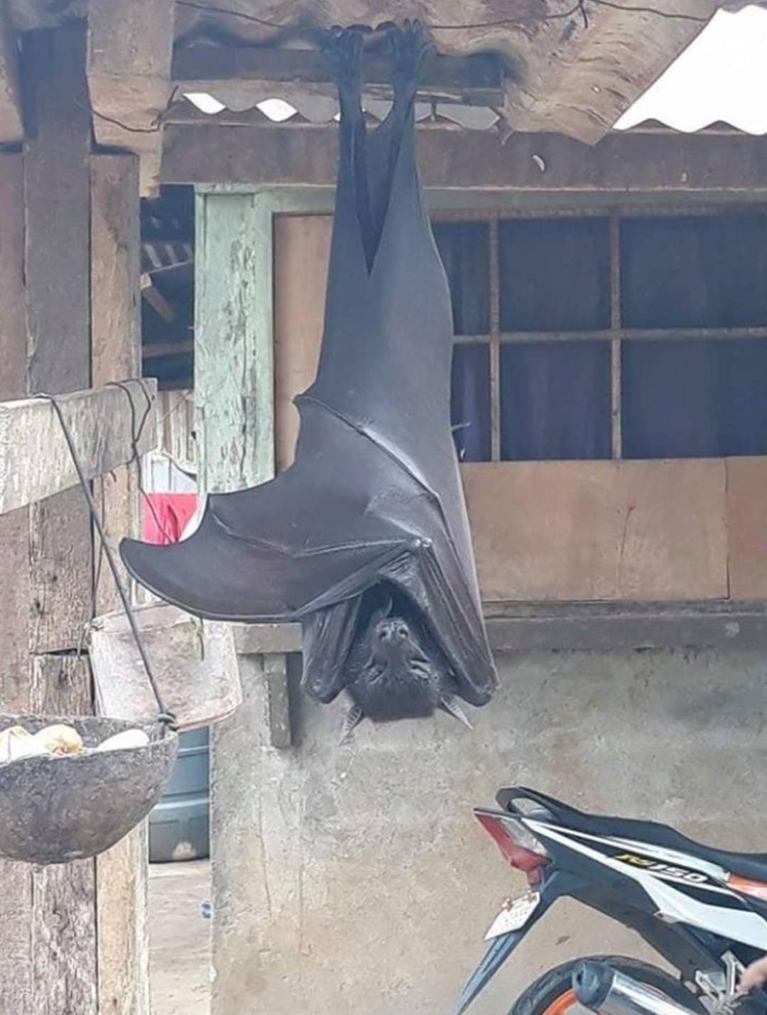 Zorro volador filipino, el murciélago más grande del mundo
