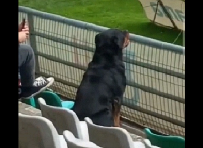 Perrito se hace viral por alentar a Deportes Temuco (+ video)