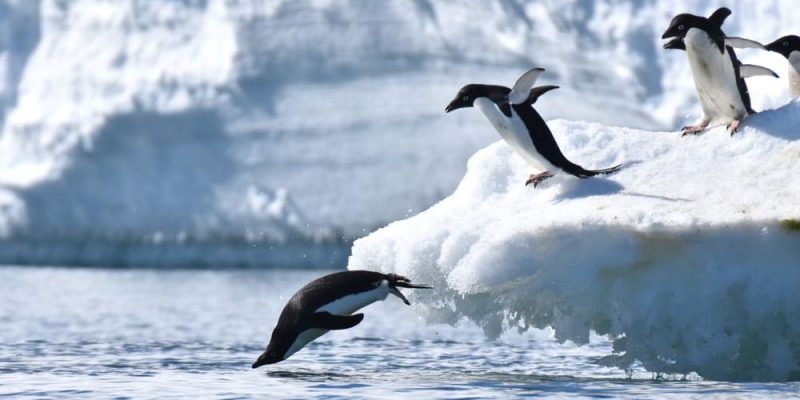 Pingüinos de Humboldt se alimentan más allá de 70 kilómetros de la Reserva Nacional
