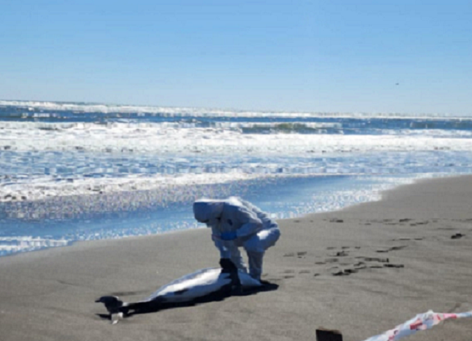 Encuentran a delfines chilenos muertos como consecuencia de la gripe aviar