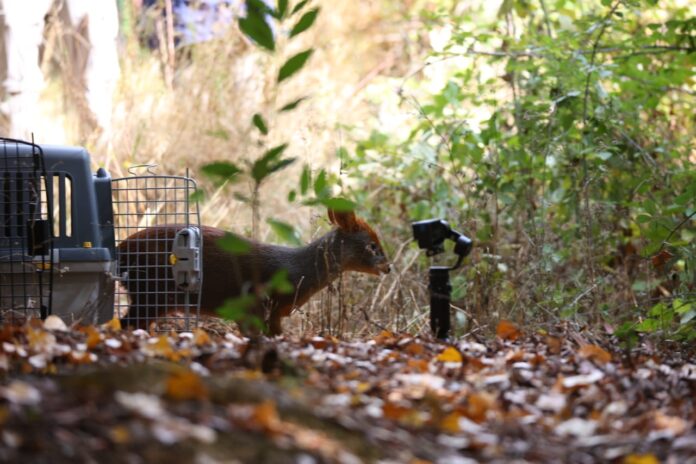 Tres pudúes afectados por incendios forestales retornan a su hábitat tras rehabilitación