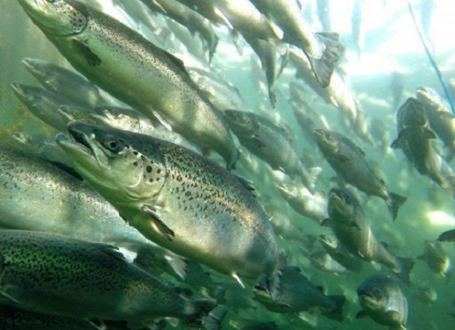 Daño y permisividad en la sobreproducción salmonera: el malestar desde organizaciones del sur de Chile