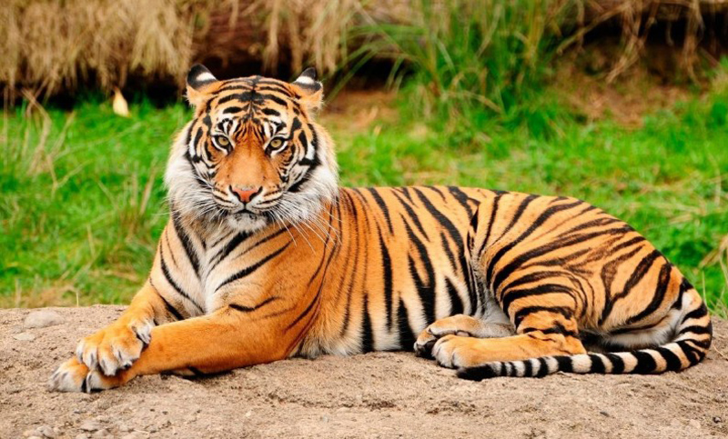 Población de tigres en India se recupera tras estar al borde de la extinción