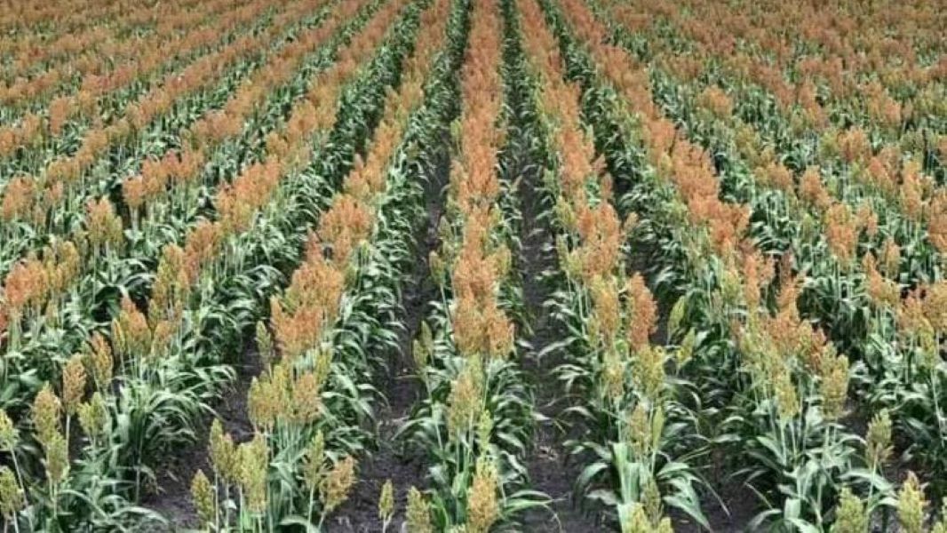 Destinarán más de 60 mdp para producción de sorgo en Puebla