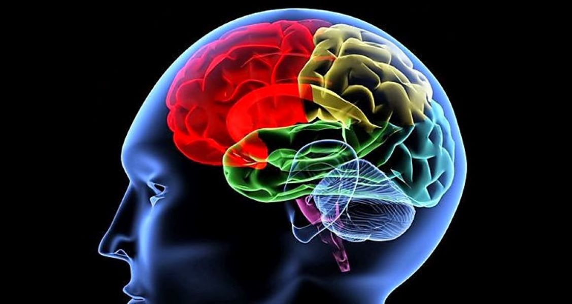 Neuralink obtiene permiso para estudio de implantes en cerebros humanos