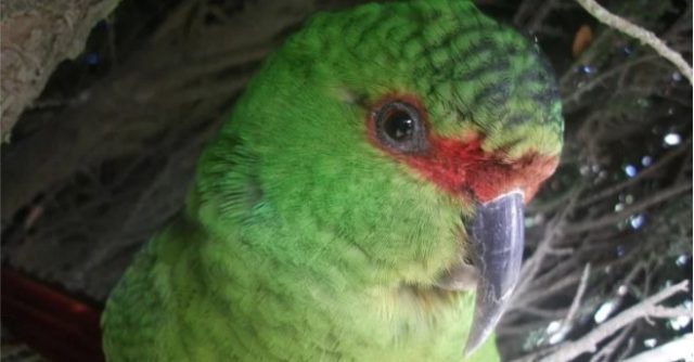 Detectan tres casos de gripe aviar en loros Choroy