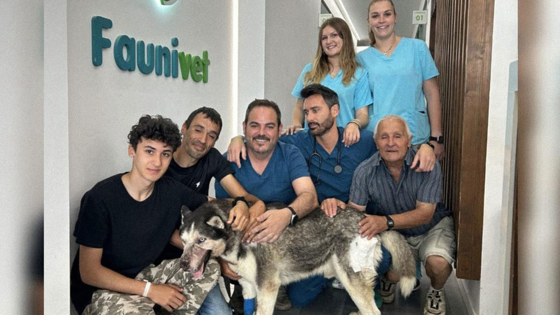 Video en TikTok ayuda a salvar a un perro que nadie quería operar