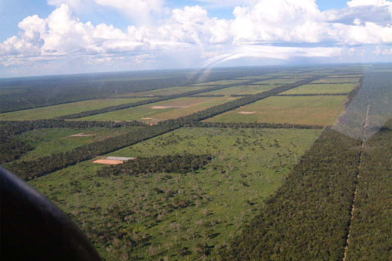 Gigantes de la banca están detrás de la grave deforestación del Gran Chaco paraguayo