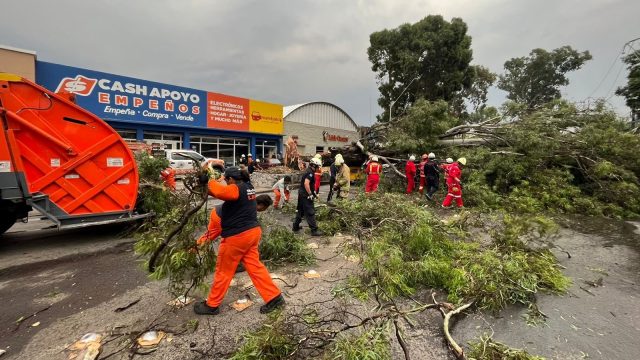 Investigará Ayuntamiento caída de árboles en bulevard Xonacatepec