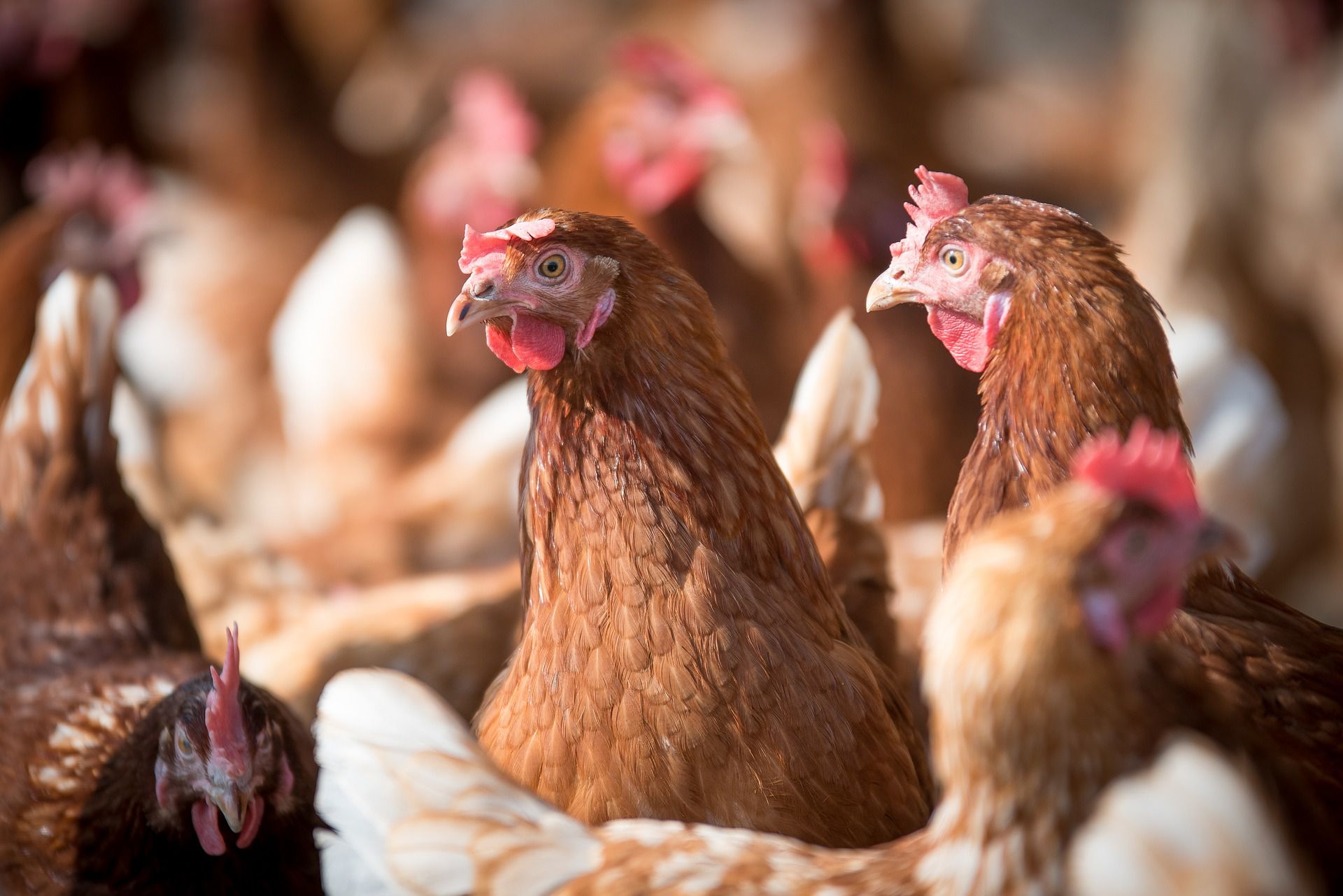 Chilehuevos registra cerca de 700 mil gallinas afectadas por gripe aviar y solicita al Gobierno fondo para indemnización