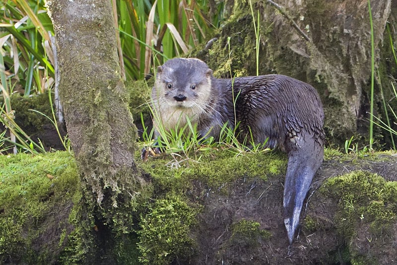 Se amplían las especies marinas afectadas por gripe aviar: Huillín dio positivo en Magallanes