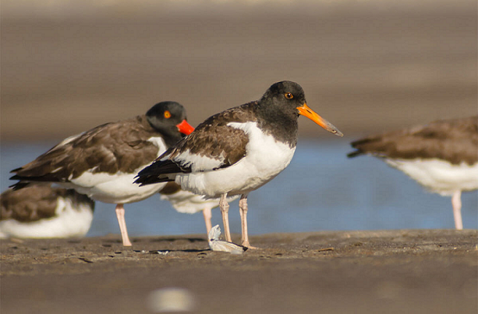 Playa de Talcahuano se convierte en sitio de interés internacional para aves