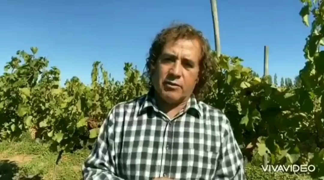 Viñateros denuncian colusión de grandes viñas para fijar precios: Piden a ministro de Agricultura intervenir