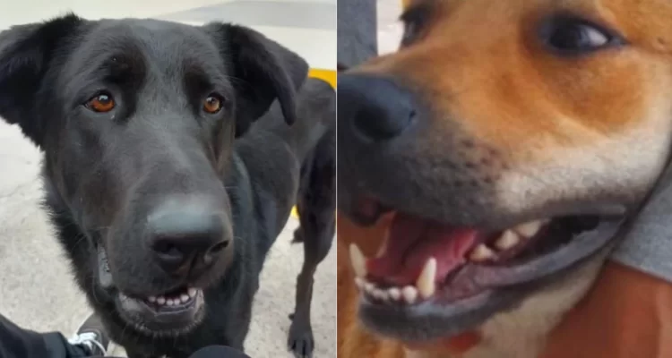 Por matanza de perros suspenden a vicerrector y desvinculan a cuatro funcionarios de la U. del Alba en La Serena