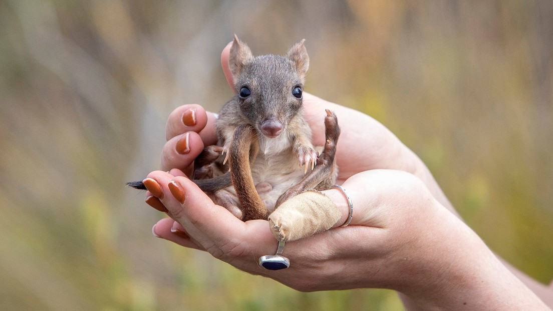 Más de un siglo después: Las diminutas ratas canguro vuelven a poblar el sur de Australia