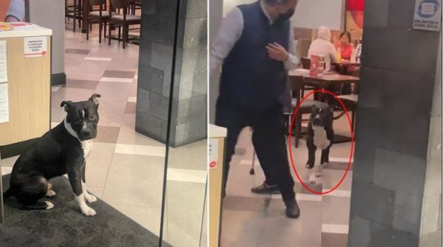 Perrito busca refugiarse de la lluvia en un VIPS; lo dejan quedarse y hasta le dieron de comer (VIDEO)