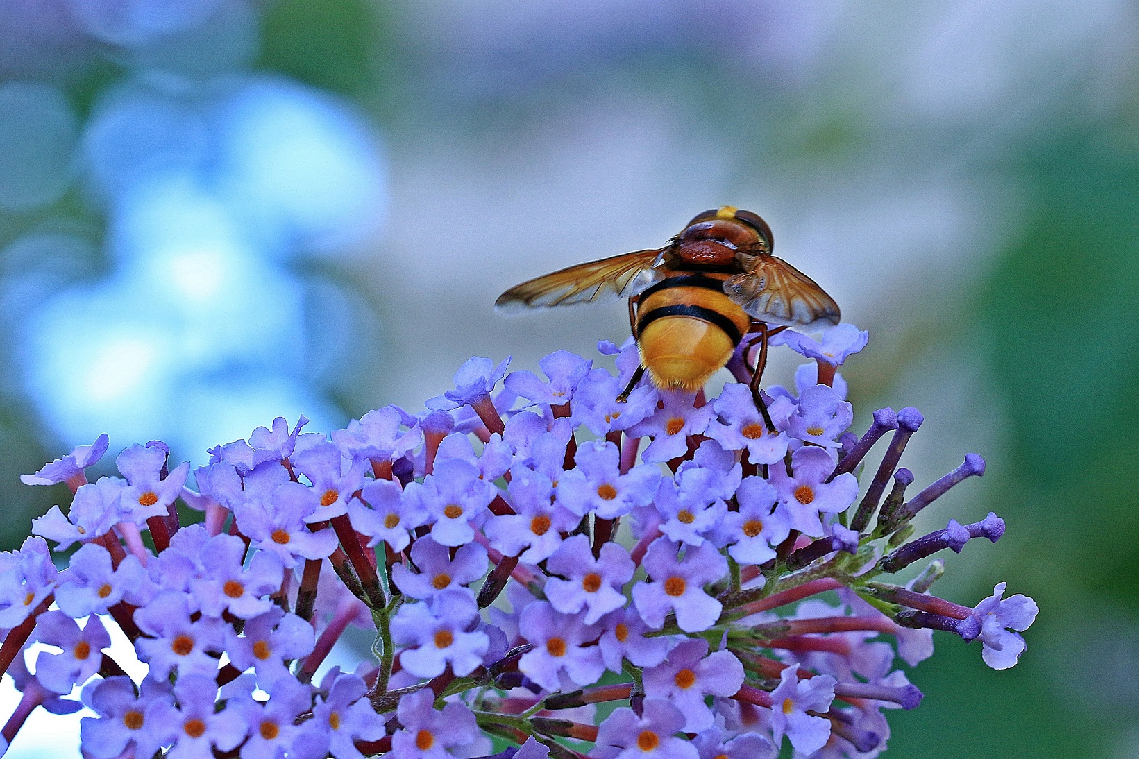 Triste y grave: Las abejas cada vez tienen menos alimentos para subsistir