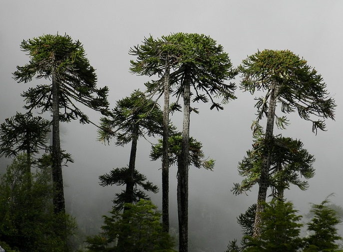 Forestal Mininco dañó a 134 araucarias y otros árboles nativos en Curanilahue