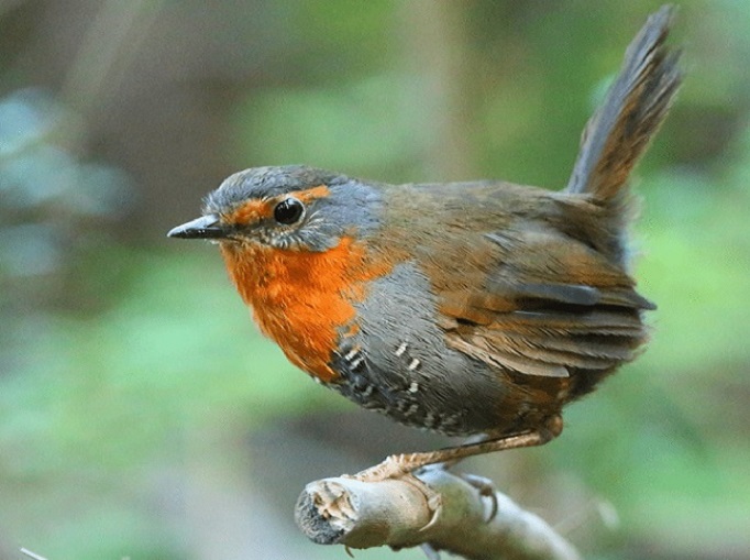Todo sobre las aves de Chile: cómo podemos identificarlas y reconocer su canto