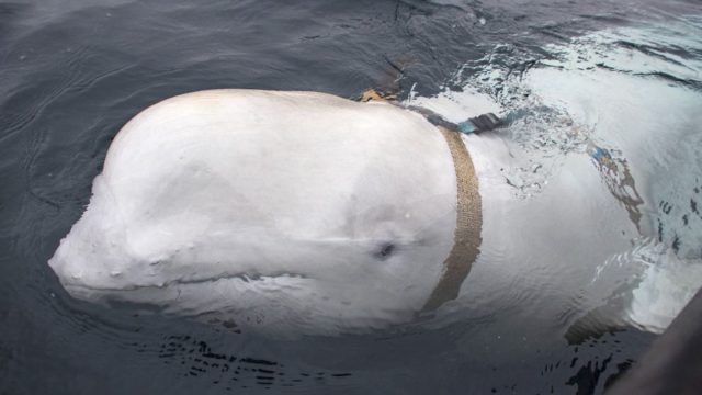 Conoce a la ballena que es espía rusa; fue captada en aguas de Suecia (VIDEO)