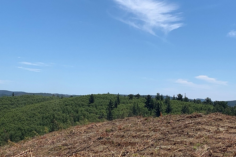 Bosque maulino se extingue: Advierten alarmante expansión de pino radiata tras incendios forestales