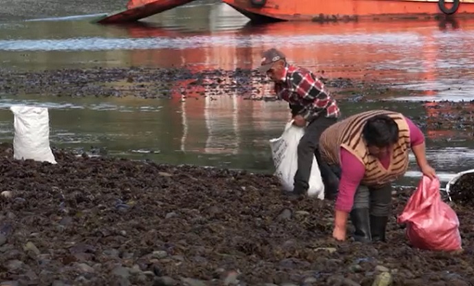 En Isla Chaulinec de Chiloé realizan trabajo colaborativo para el cuidado del mar (+ video)