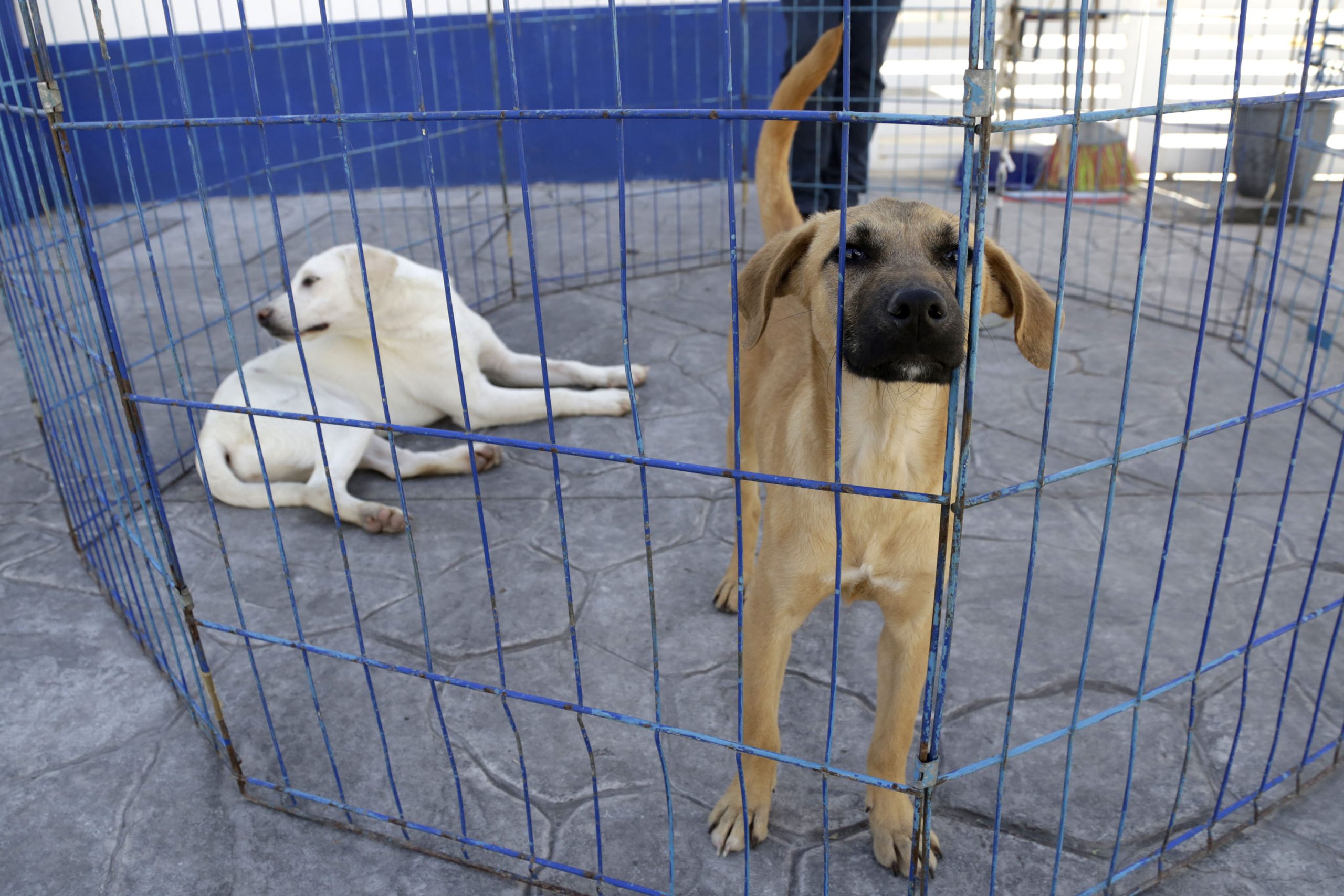 Piden legislar para que sea obligatorio esterilizar perros y gatos