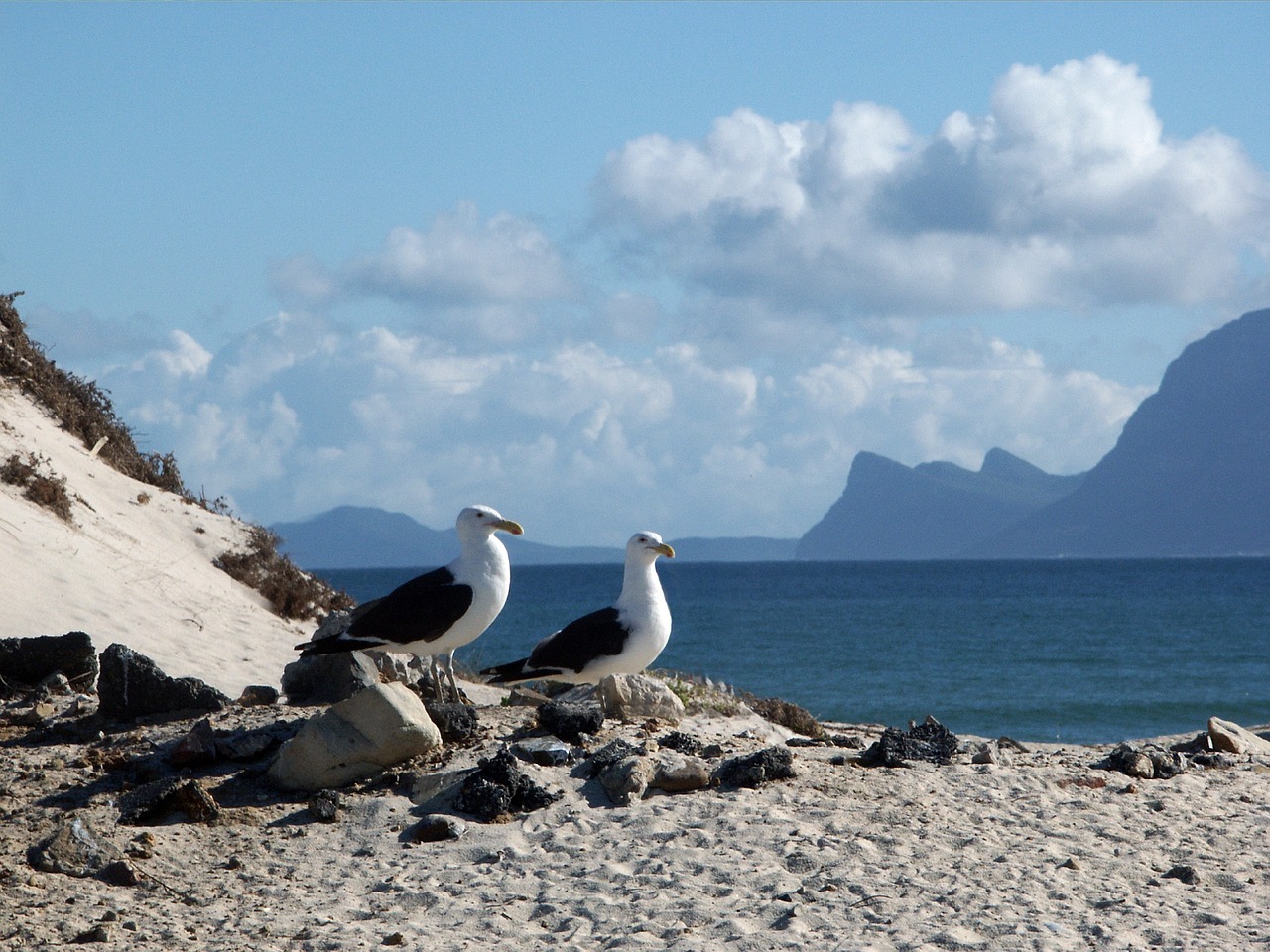 gaviota-gripe-aviar