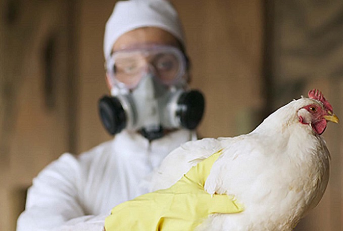 Dan a conocer la magnitud de la crisis por Gripe Aviar en Chile